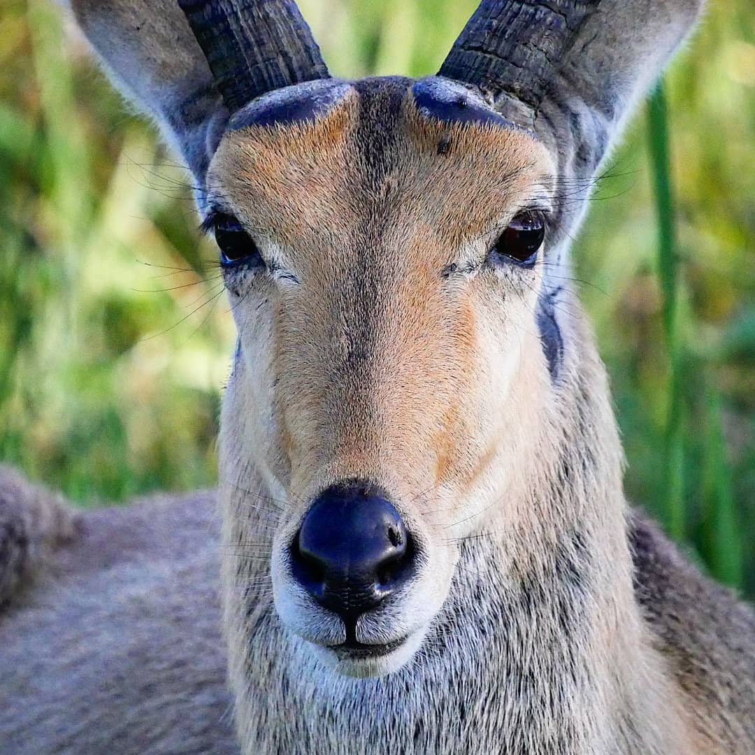 The resulting close-up: the antelope looking straight down the lens